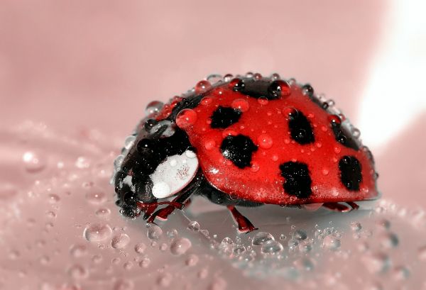 rojo,naturaleza,Rocío,fotografía,color,insecto