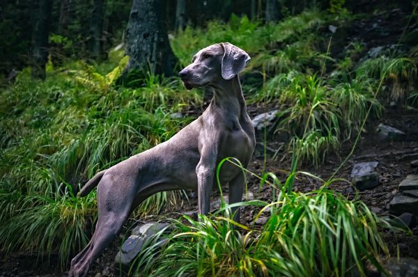 peyzaj,köpek,hayvan,Evcil Hayvan,orman,ülke