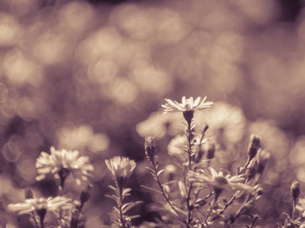 natura, erba, bokeh, pianta, nube, bianco e nero