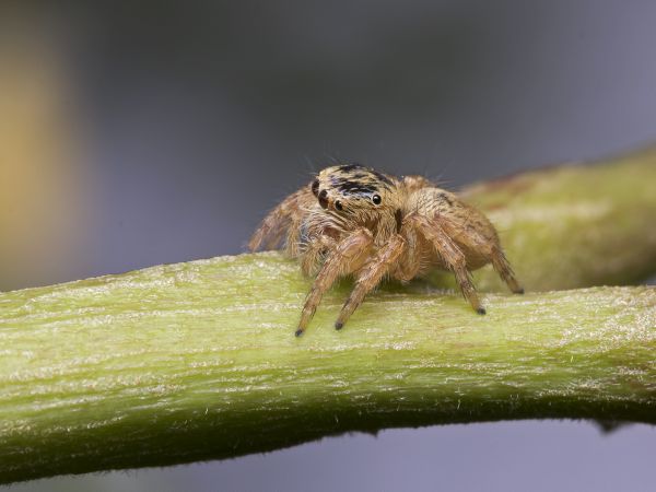 natur,fotografi,vilda djur och växter,insekt,blomma,flyga