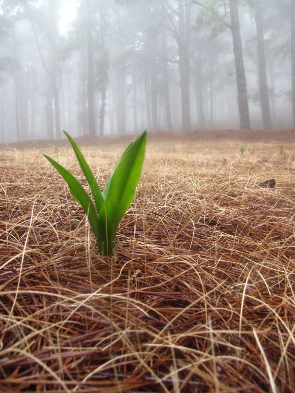 tree,nature,forest,landscape,grass,plant