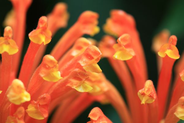 plantar,flor,pétala,Alto,tropical,Península