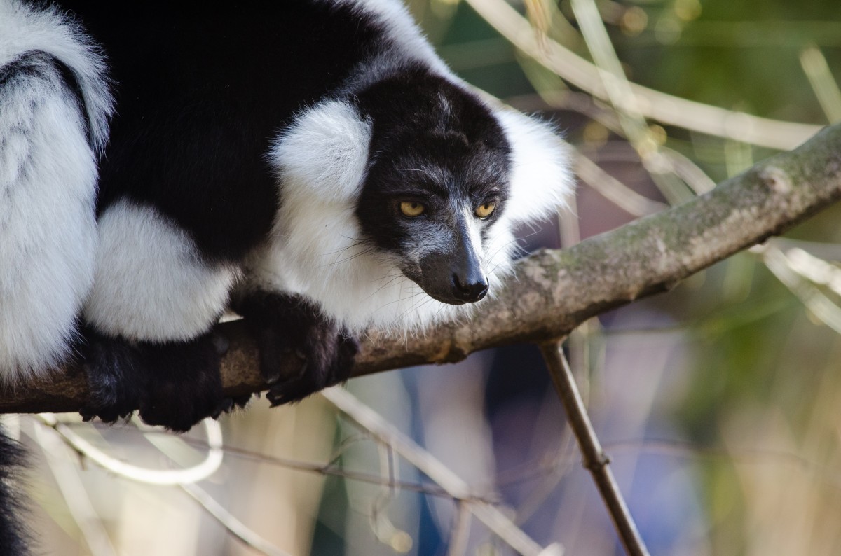 putih, hewan, margasatwa, kebun binatang, binatang menyusui, hitam, fauna, uskup agung, mata, Madagaskar, bertulang belakang, Jerman, Jerman, schwarz, tingkat, augen, kubung, Tierpark, madagaskar, ruffed, Weiser, vari, lemuren, monyet dunia baru