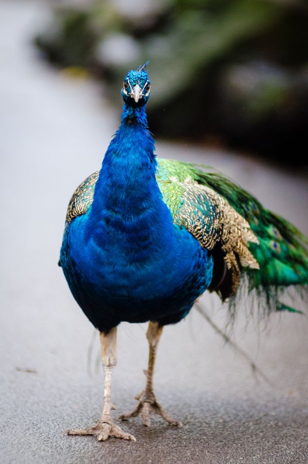 oiseau, Bokeh, animal, faune, tomber, mâle