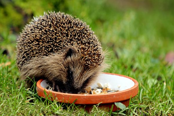 zwierzę, dzikiej przyrody, ssak, ogród, fauna, posiłek