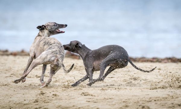 köpek,hayvan,memeli,plaj,Avlanma,Spor Dalları