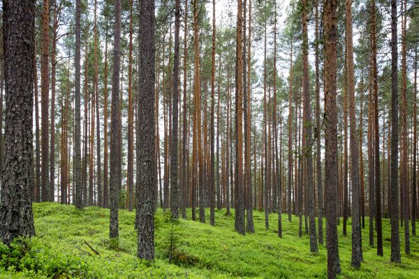 landskab,træ,natur,Skov,afdeling,plante