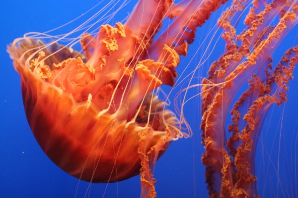 sea,water,ocean,underwater,orange,biology