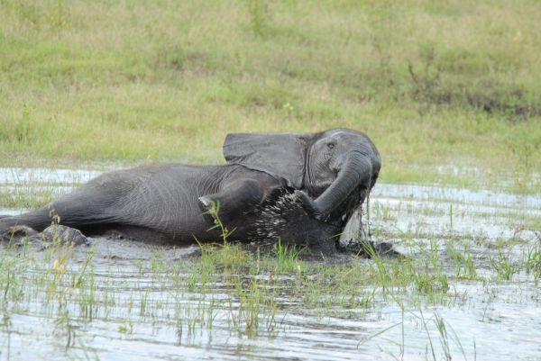 animal,animais selvagens,mamífero,fauna,jogos,lama