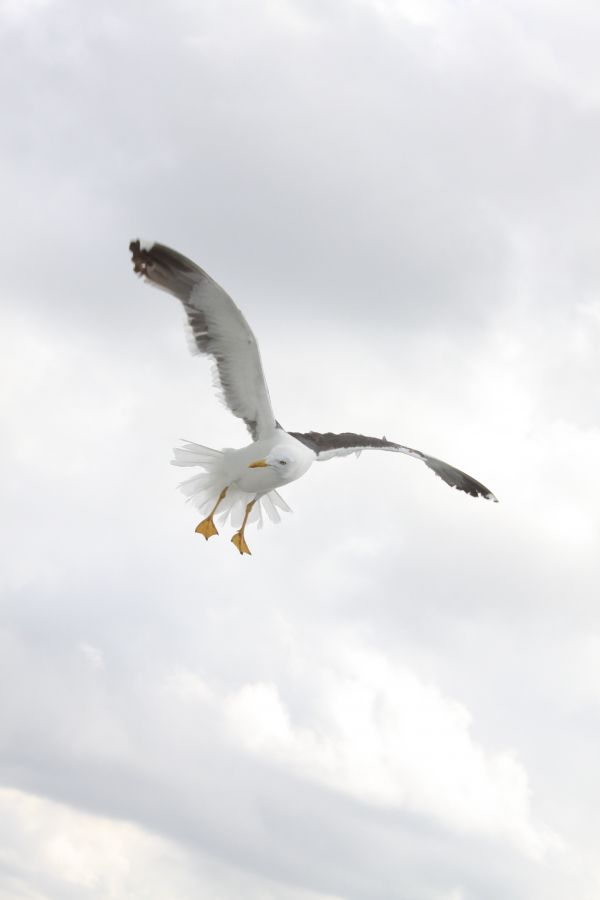 naturaleza,pájaro,ala,ave marina,mosca,gaviota