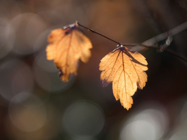 strom,Příroda,větev,Bokeh,rostlina,světlo