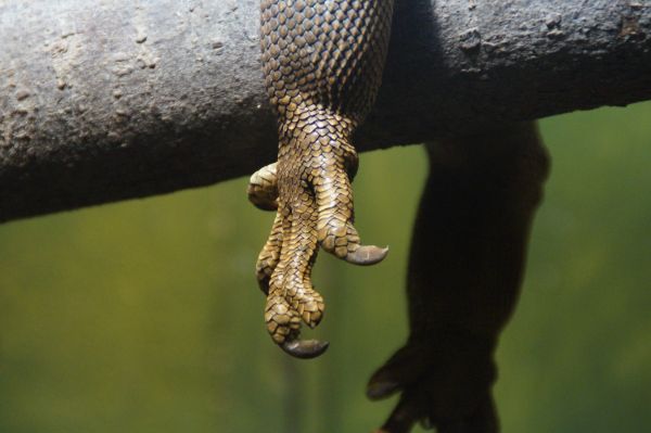 natura,rettile,iguana,fauna,lucertola,anfibio