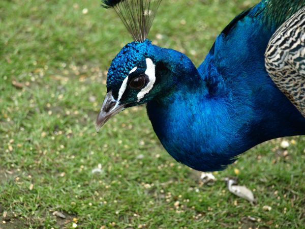 natura,uccello,ala,natura,becco,blu