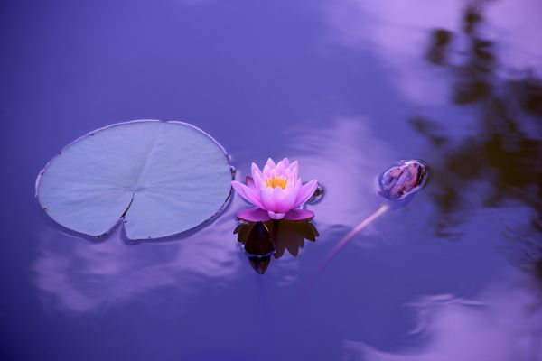 natur,blomst,plante,fotografering,vand,himmel