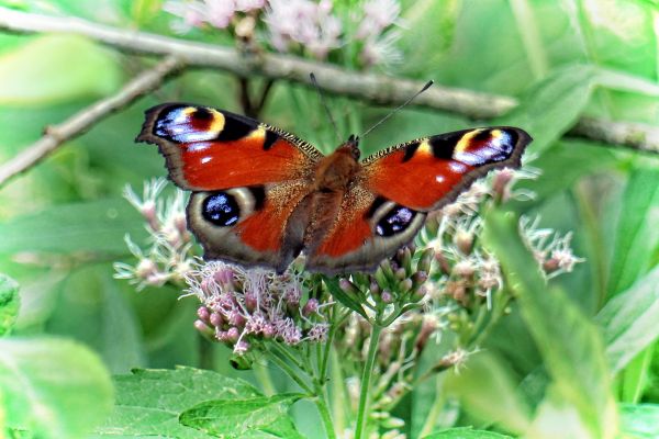 natur, plante, blomst, blomst, vinge, flor