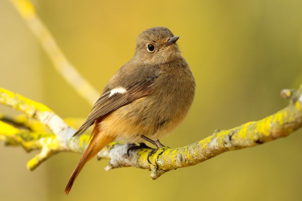 nature, branch, bird, wing, wildlife, beak