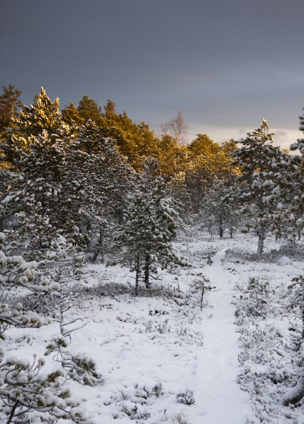 landscape,tree,forest,branch,snow,swamp