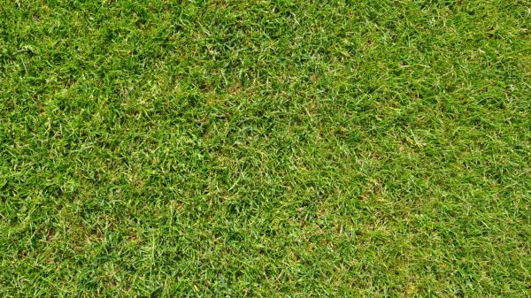 grass,plant,field,lawn,meadow,texture