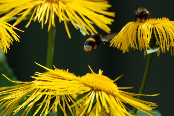 la nature,plante,fleur,pissenlit,pollen,insecte