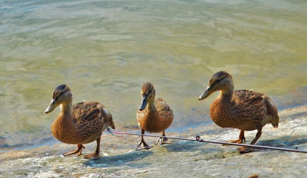 water,natuur,vogel,vleugel,dier,pen