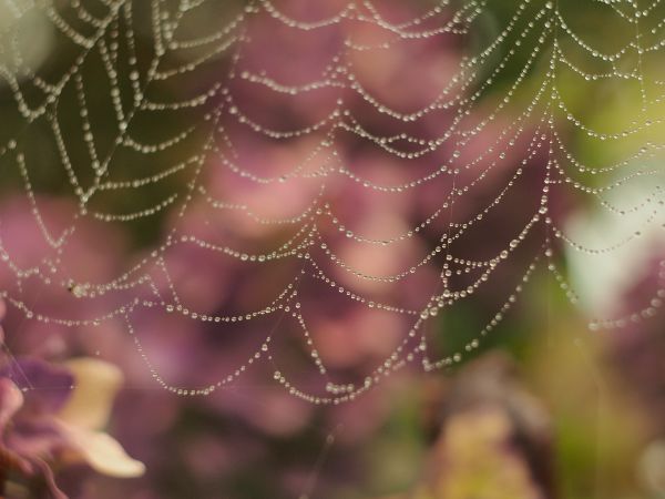 rouă,ușoară,bokeh,frunze,floare,ploaie