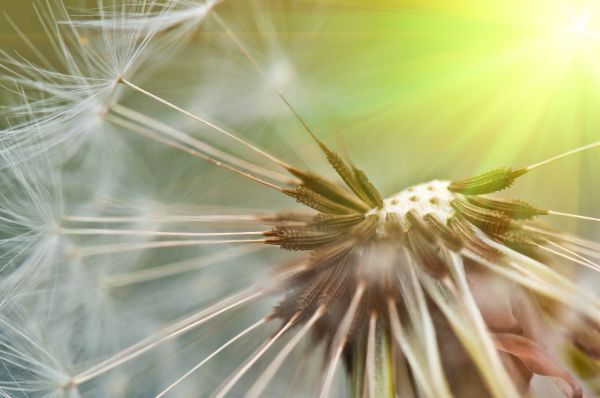 nature, grass, plant, tree, branch, sky