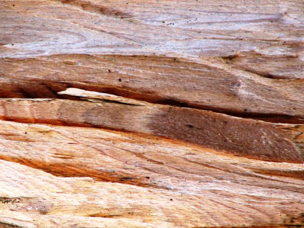 tree, branch, structure, wood, grain, texture