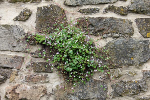 Pflanze,Blume,Baum,Rock,blühen,lila