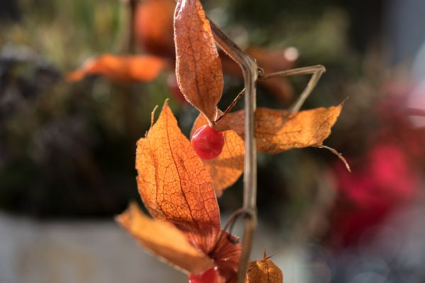 copac,ramură,plantă,fotografie,fruct,boabă