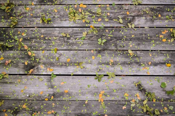 texture,planche,plante,plate-forme,feuille,tomber