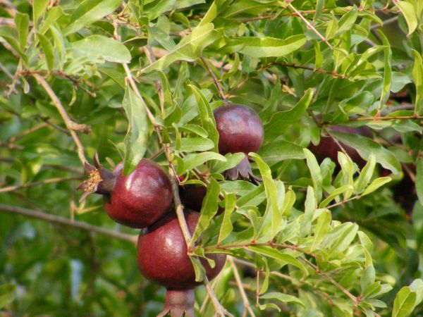 thiên nhiên, thực vật, trái cây, quả mọng, cây, chi nhánh