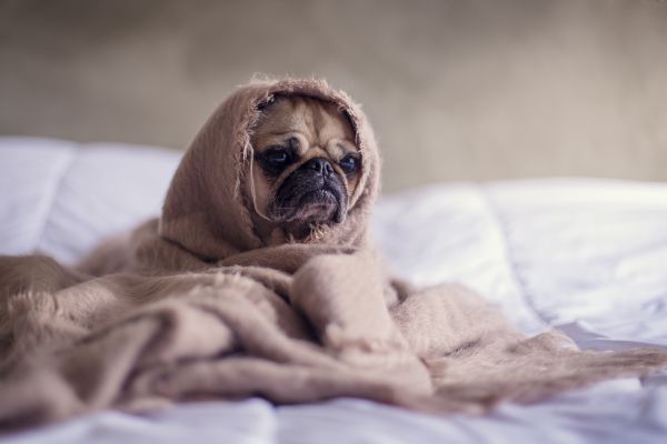 chiot,chien,animal,mignonne,canin,animal de compagnie