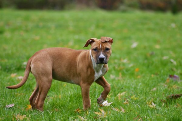 natuur,gras,hond,dier,hoektand,lopen