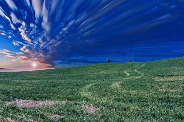 Příroda,krajina,strom,tráva,Venkovní,horizont