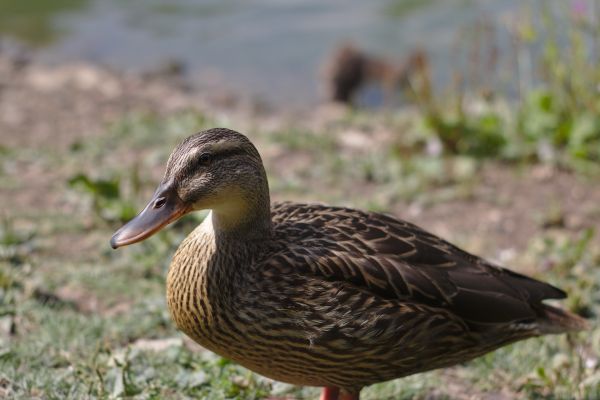 水,自然,鳥,湖,動物,池