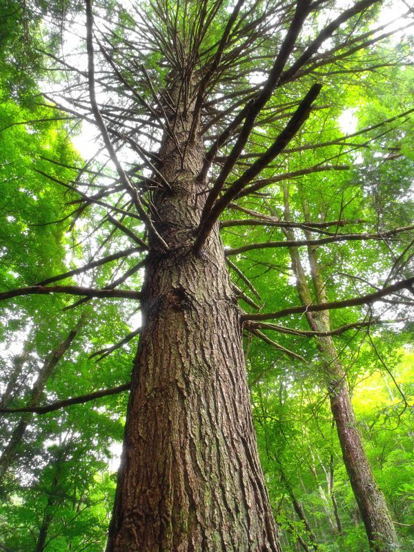 träd,natur,skog,gren,växt,blad