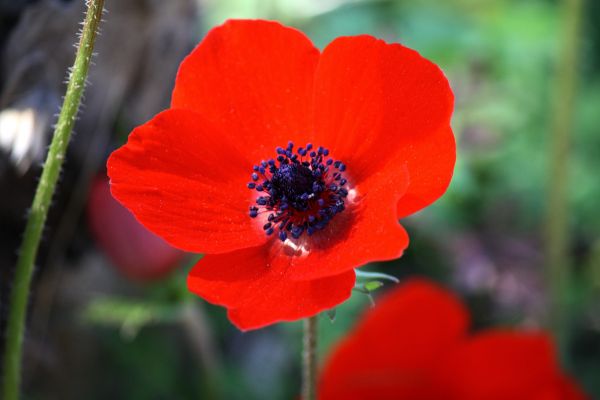 natur, blomst, plante, blomst, kronblad, flor