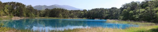 landschap,boom,water,natuur,gras,moeras