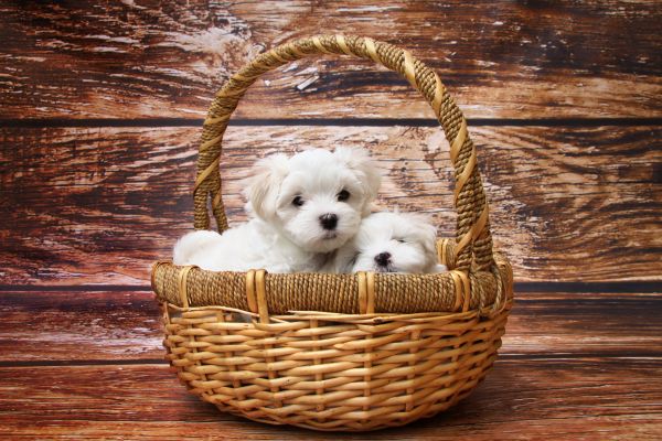 sweet,grass,meadow,string,puppy,dog