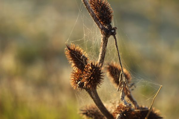 natura,erba,ramo,pianta,fotografia,prateria