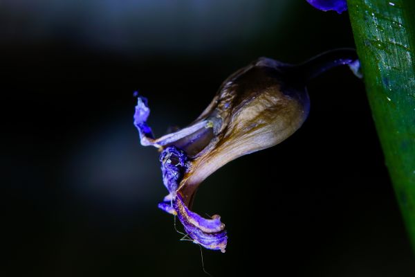 natur,blad,Foto,makro,fotografering,blomst