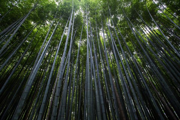 tree,forest,grass,branch,light,landscape