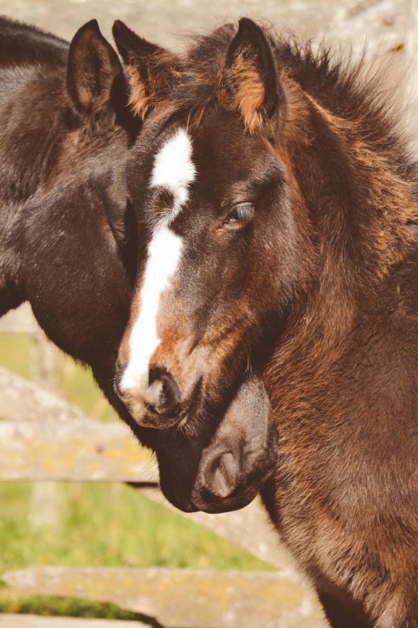 caballo,mamífero,semental,melena,fauna,Burro