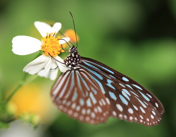 natur, fotografering, blad, blomst, kronblad, grøn