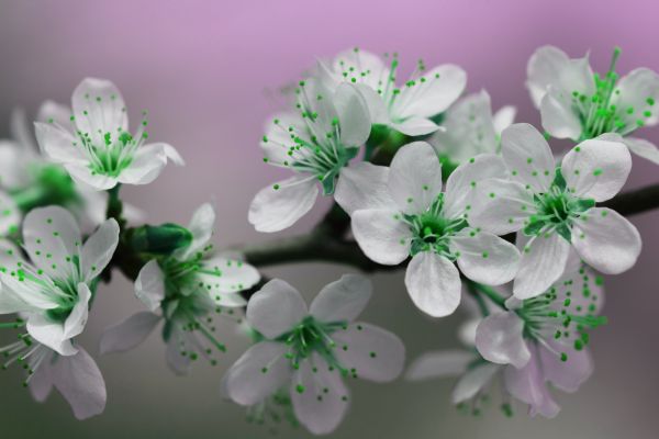 nature, branch, blossom, plant, white, tree