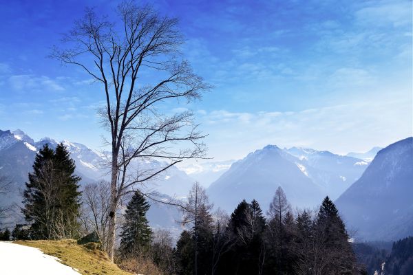 景观, 性质, 山, 雪, 树, 荒野