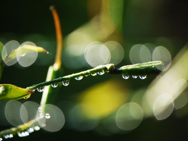 Wasser, Natur, Ast, fallen, Tau, Bokeh