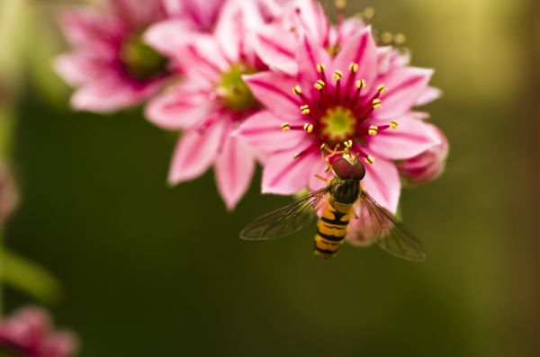 自然, 花, 工場, 写真, 花, 花弁