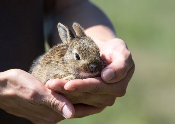 dier,schattig,wildlife,muis,huisdier,jong