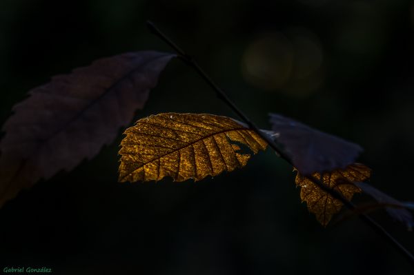 nature,branch,light,plant,photography,wing